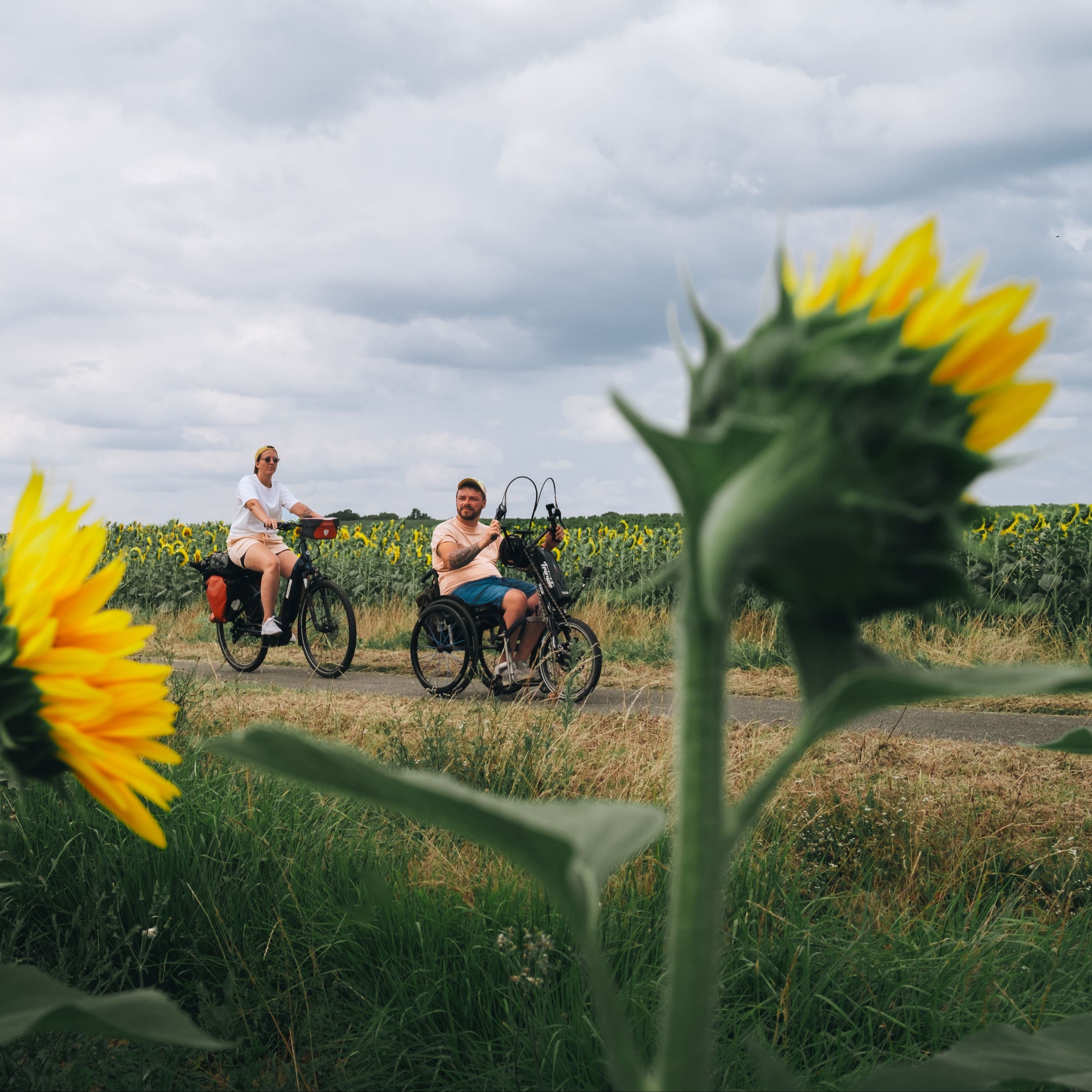 As you leave Bordeaux, the Canal des Deux Mers greenway passes through fields of sunflowers.
